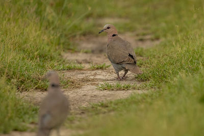 Birds on land