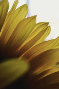 Close-up of yellow flower against white background