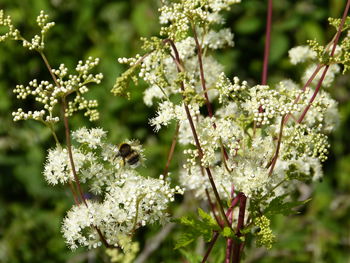 Close-up of insect on flower