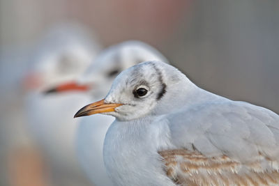 Close-up of seagull