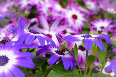 Close-up of honey bee pollinating on purple flower