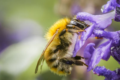 Close-up of bumblebee on purple flowers