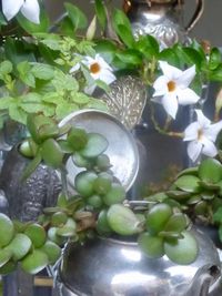 Close-up of flowers