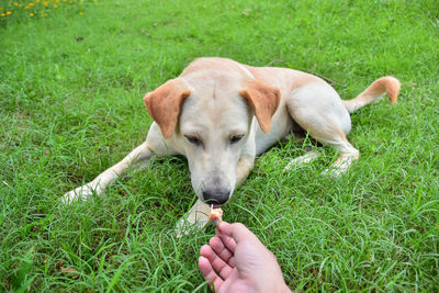 Woman with dog on grass