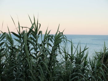 Scenic view of sea against clear sky