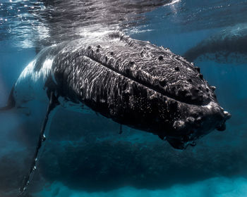 View of humpback whale swimming in sea