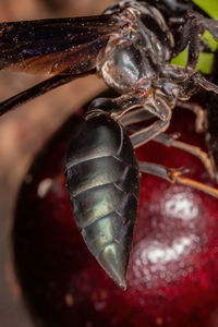 Close-up of insect