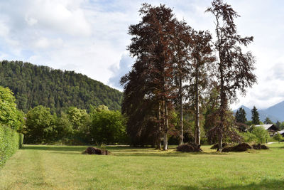 Trees on field against sky