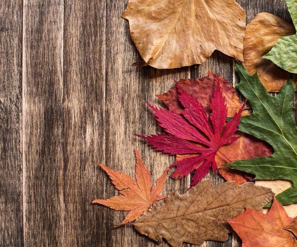 autumn, leaf, change, dry, season, leaves, maple leaf, close-up, leaf vein, wood - material, orange color, natural pattern, aging process, nature, natural condition, fallen, brown, no people, red, day