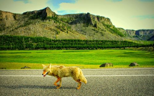 Dog on road against mountains