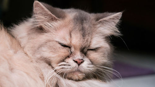 Close-up of cat with eyes closed