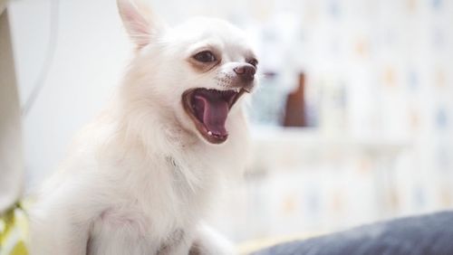 Close-up of a dog looking away