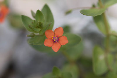 Close-up of red flowering plant