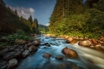 Scenic view of river amidst trees against sky