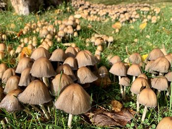 Close-up of mushrooms on field