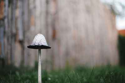 Close-up of mushroom on field