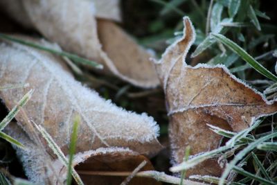 Close-up of frozen leaves during winter