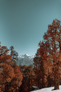 Trees and plants against sky during winter