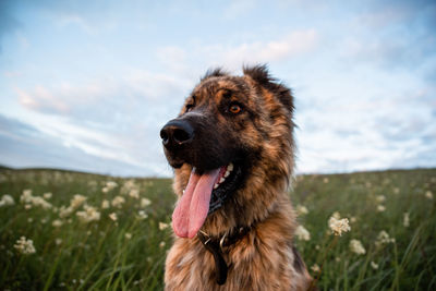 Close-up of dog on field