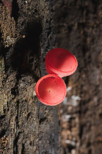 Close-up of heart shape on tree trunk