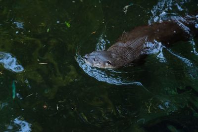 Close-up of fish swimming in water