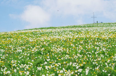 Scenic view of flowering plants on field against sky