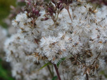 Close-up of white dandelion flowers