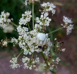 Close-up of white flowering plant