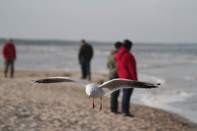 Close-up of seagull with people standing in background