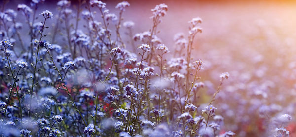 Close-up of purple flowering plants on field