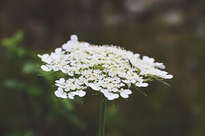 Close-up of white flowers