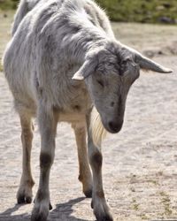 Goat standing on field