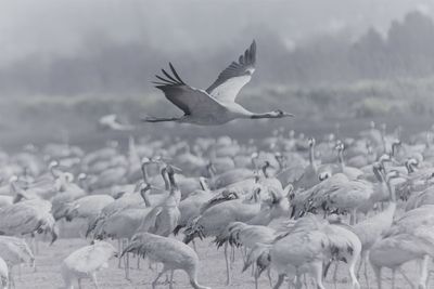 Flock of seagulls flying