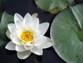 Close-up of lotus water lily