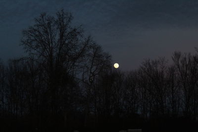 Silhouette of trees at night