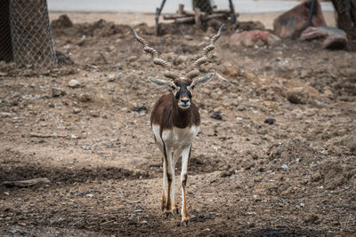 Portrait of deer standing on field