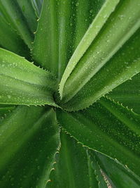 Full frame shot of wet leaf