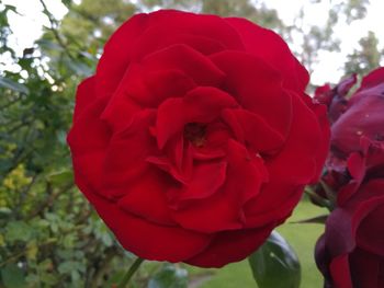 Close-up of red rose