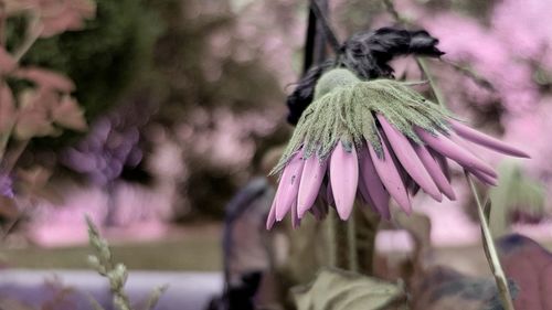 Close-up of pink flowering plant