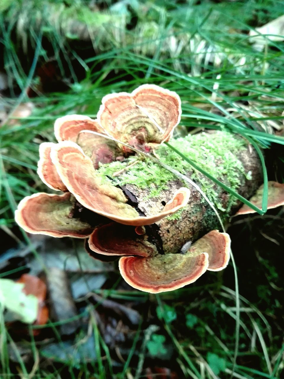 CLOSE-UP OF MUSHROOMS GROWING ON FIELD