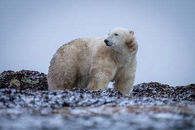 Polar bear