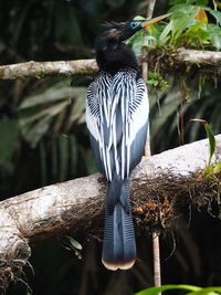 Close-up of bird perching on branch