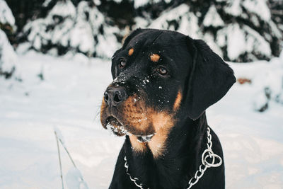 Close-up of dog looking away on snow field