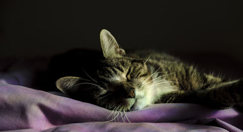 Close-up of cat lying on bed