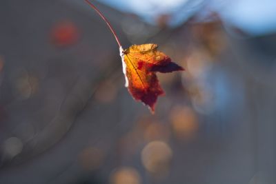 Close-up of autumn leaves