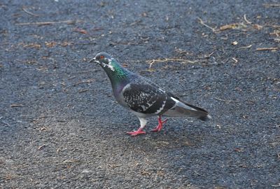 High angle view of bird on field
