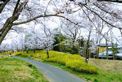 View of cherry blossom from road