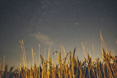 Scenic view of field against sky at night