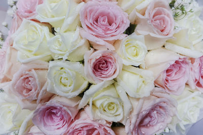 Close-up of roses