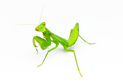 Close-up of insect against white background